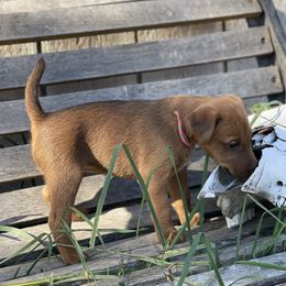 Girl 2 - Irish Terrier puppy from Avonlea Terriers