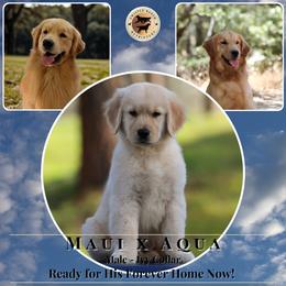 Ivy Collar Male - Golden male Golden Retriever puppy in Fair Oaks, California from Twisted Ranch Retrievers