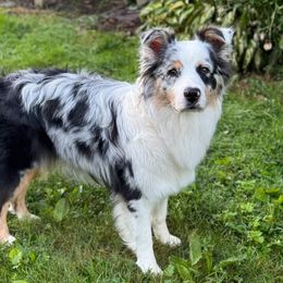 Girl 2 - female Australian Shepherd puppy in North Jackson, Ohio from Shadowood Australian Shepherds