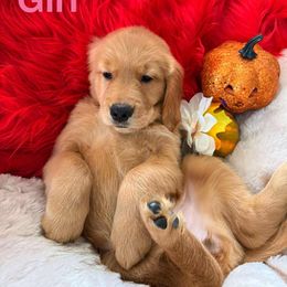 Golden Retriever Puppies from American True Golden retriever