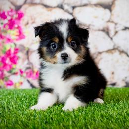 Bit - Black tri female Toy Australian Shepherd puppy in Georgetown, Texas from Minikin Manor