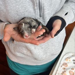 Jazzy - Merle female Bernedoodle puppy in Constableville, New York from Zehr’s Labradoodles & Bernedoodles