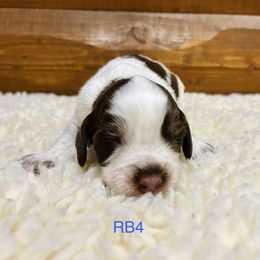 RB4 - Tri-Roan male English Springer Spaniel puppy in Britton, South Dakota from K&S Canines
