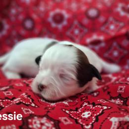 Charlie - Black and white male Shih Tzu puppy in Montrose, Colorado from Gnomies Furry Friends