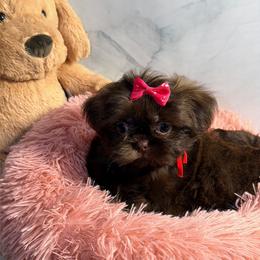 Lulubell - Chocolate female Shih Tzu puppy in Ocala, Florida from Mimi's Shih-tzus of Ocala