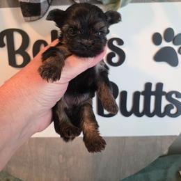 Joy akc champion show dog background - Black and gold female Yorkshire Terrier puppy in Clermont, Florida from Bella's Prissy Butts