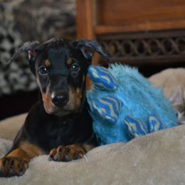 Doberman Pinscher Puppies from Obsidian Kennels