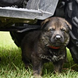 German Shepherd Puppies from Fürstenpalast German Shepherds