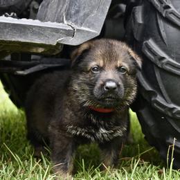 German Shepherd Puppies from Fürstenpalast German Shepherds