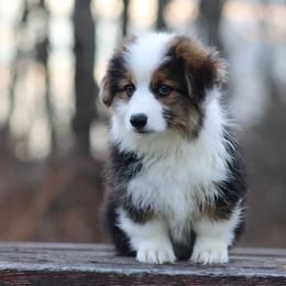 Cain - Black and tan male Pembroke Welsh Corgi puppy in South Otselic, New York from Ridge Top Corgis