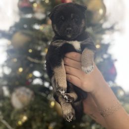 Girl 1 - Black and tan female Shiba Inu puppy in Alexandria, Minnesota from MN Lakes Area Shiba Inus