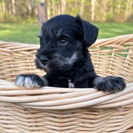 Ted - Black and silver male Miniature Schnauzer puppy in Akeley, Minnesota from Great Northern Schnauzers