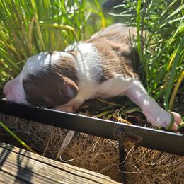 Sprout - Red tri-color male Australian Shepherd puppy in Albany, Oregon from Red Cloud Australian Shepherds and DeGray Great Danes & Bulldogs