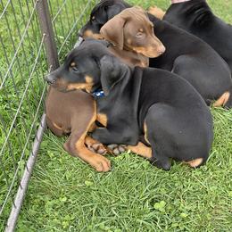 Doberman Pinscher Puppies from Jensen Dobermans
