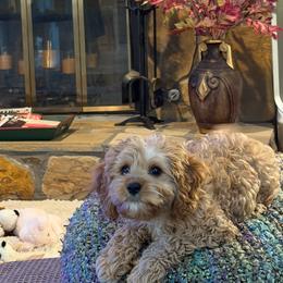 Cavalier King Charles Spaniel, Cavapoo, Havanese, Havapoo, and Poodle Puppies from West Cobb Dogs