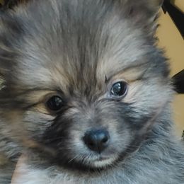 Harmani Pomsky F1B - Wolf sable Pomsky puppy in Gastonia, North Carolina from The Pomsky Palace