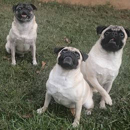 Pug puppies from Pug Love of Opelika Alabama