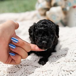 Story - Black female Poodle puppy in Graham, North Carolina from Cyndi’s Poodles
