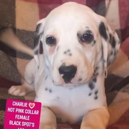 Charlie (Hot Pink Collar Female) LUA - White and black female Dalmatian puppy in Raymondville, Missouri from Wagner's Dalmatian's