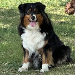 Australian Shepherd puppies from Serenity Acres Aussies