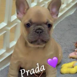 Prada - Blue fawn female French Bulldog puppy in Newport News, Virginia from Emotional Support Babies