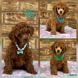 Cavapoo and Poodle Puppies from Browns Babies