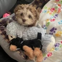 Shihpoo puppies from Route 66 Poodles & Doodles, Sapphire Shih-tzu's of Ohio
