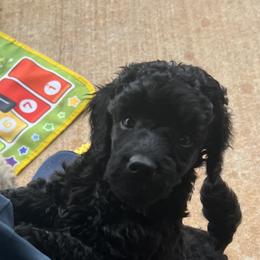 Kerry Blue Terrier and Poodle Puppies from Nipigon Miniature Poodles