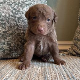 Josie - Light brown female Chesapeake Bay Retriever puppy in Ulen, Minnesota from North Wind Gundogs