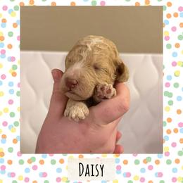 Daisy - Cream female Poodle puppy in Surprise, Arizona from Oh Doodles Doodlery