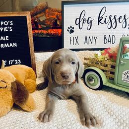 Weimaraner Puppies from K&K Weimaraners
