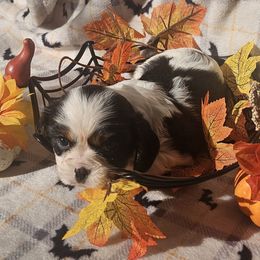 Roxi - Tri-color female Cavalier King Charles Spaniel puppy in Charity, Missouri from Missouri. Cavaliers