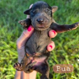 Pua - female Cavapoochon puppy in Bullard, Texas from Cavapoochon Central LLC
