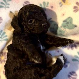 Purple Collar - Black female Goldendoodle puppy in Valley Center, Kansas from The Goldendoodle Gal