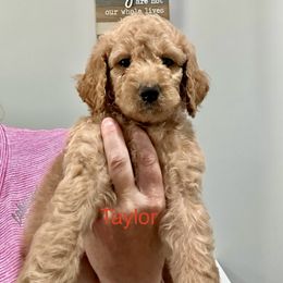 Goldendoodle Puppies from Lakeside Doodles