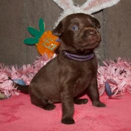 Brown sugar - Chocolate female Labrador Retriever puppy in Arlington, Washington from Stout's Hunting Labs and trsbullies