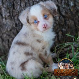 Miniature Australian Shepherd puppies from Best Little Aussies