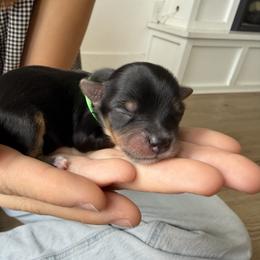 Green - Black and tan male Yorkshire Terrier puppy in Elk Ridge, Utah from Janita's Yorkshire Terriers