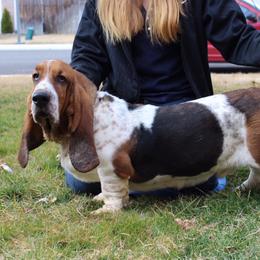 Sterling - Basset Hound