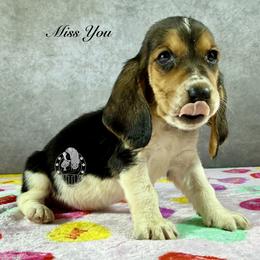 Miss you - Black white and brown female Basset Hound puppy in Dingess, West Virginia from Tuckers' Howling Hounds