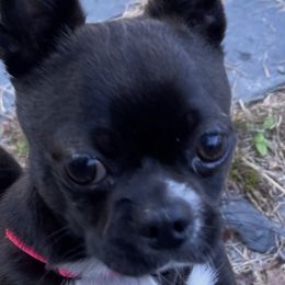 DAHLIA - Chihuahua