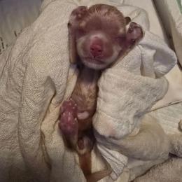 Red girl - Red female Cocker Spaniel puppy in Gate City, Virginia from Top Notch Cocker Spaniels