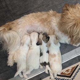 Havanese and Rottweiler Puppies from AKC Rottweilers and Havanese
