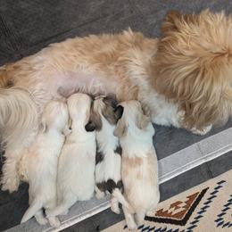Havanese and Rottweiler Puppies from AKC Rottweilers and Havanese
