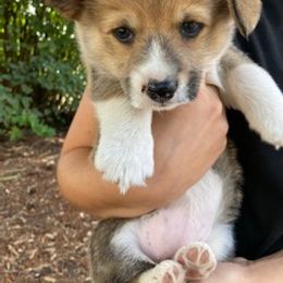 Pembroke Welsh Corgi Puppies from Red Wagon Farm