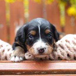 Laker - Tri-color male Bernedoodle puppy in Spokane, Washington from Lilac City Doodles