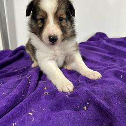 Orange - White and sable male Shetland Sheepdog puppy in Fontanelle, Iowa from Jensen Farms Shelties