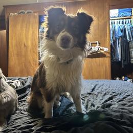 Shifu - Miniature Australian Shepherd