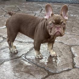 Butterscotch with OFA parents - Tricolors female French Bulldog puppy in Billings, Montana from Yellowstone Frenchies