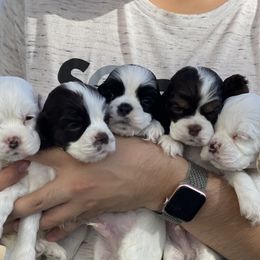 Cocker Spaniel puppies from Jason Sebastian